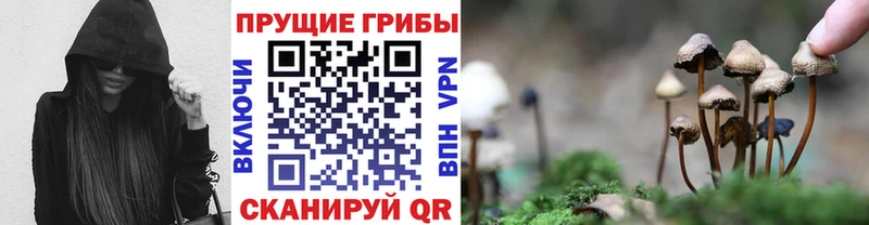 блэк спрут зеркало  купить  цена  Октябрьский  Галлюциногенные грибы Psilocybe 